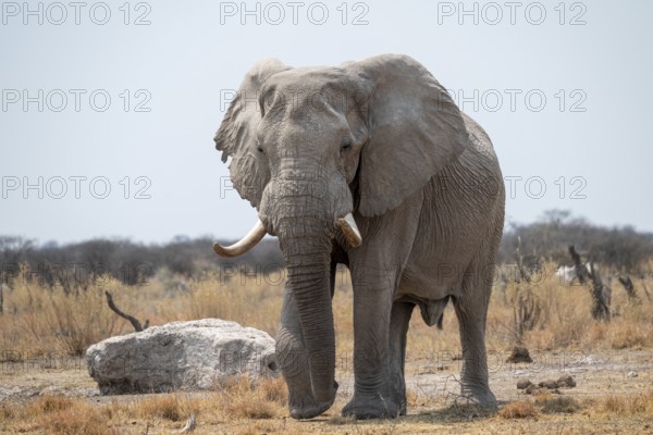 African elephant (Loxodonta africana), Nxai Pan National Park, Botswana