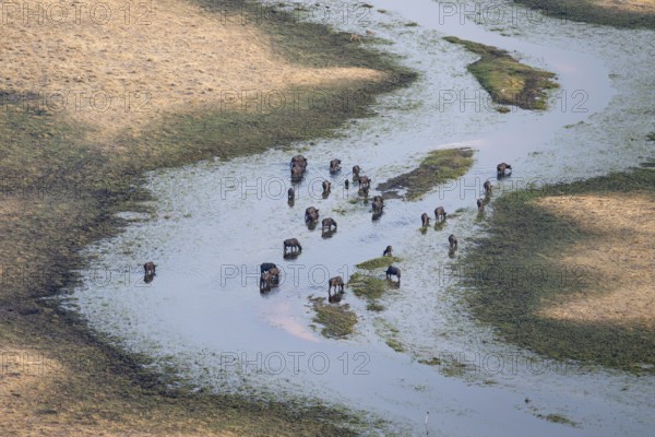 Kaffir buffalo (Syncerus caffer caffer), flock drinking in the river, aerial view, Okavango Delta,