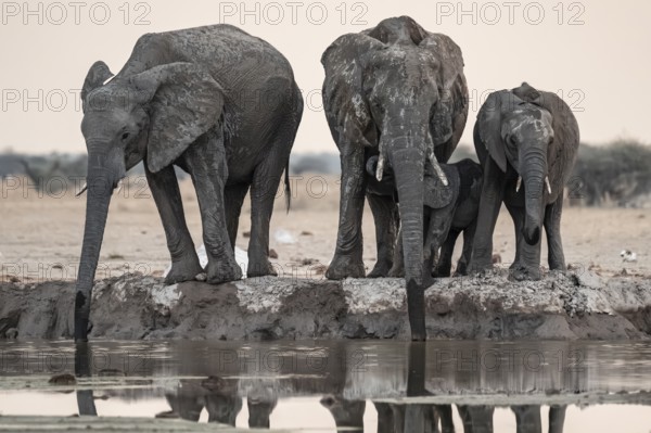 Animal family with baby elephant, African elephants (Loxodonta africana), drinking at the