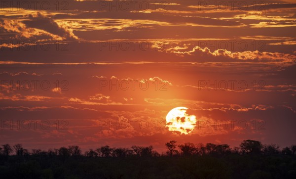 Impressive sunset over the African savanna, silhouette of the horizon with trees in front of the