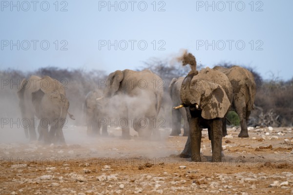African elephant (Loxodonta africana), taking a mud bath and dusting, Etosha National Park, Namibia