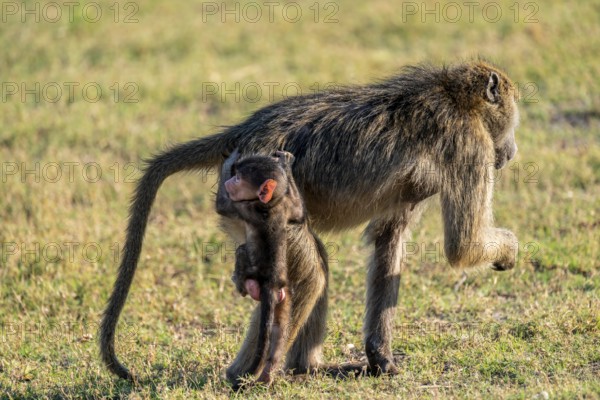 Young animal playing with mother, bear baboons (Papio ursinus), Ihaha, Chobe National Park National