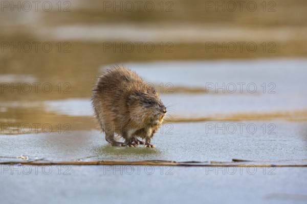 Muskrat (Ondatra zibethicus) walks across the ice on frozen lake Germany