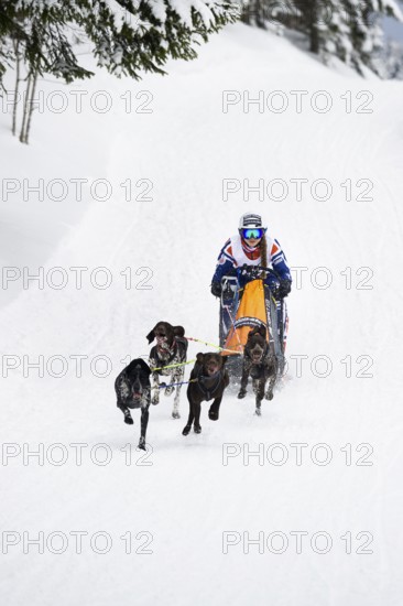 Sled dog racing, Todtmoos, Black Forest, Baden-Württemberg, Germany
