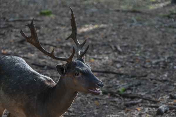Fallow deer (Dama dama) in an outdoor enclosure in the forest, Mecklenburg-Western Pomerania,