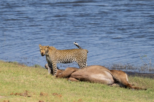 Leopard (Panthera pardus) with kill, waterbuck, Ihaha, Chobe National Park National Park, Botswana