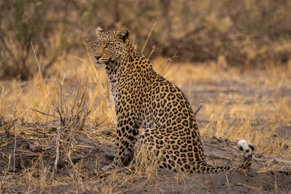 Female, leopard (Panthera pardus) sitting, dry grass, Savuti, Chobe National Park National Park,