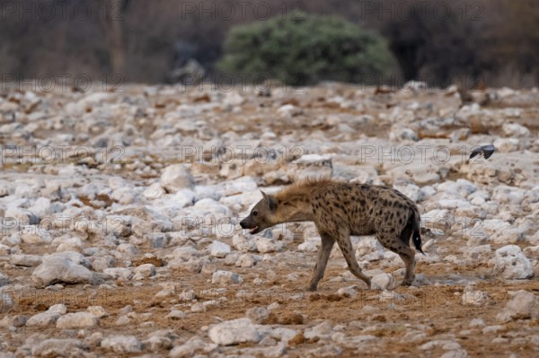 Spotted hyena or spotted hyena (Crocuta crocuta), Etosha National Park, Namibia