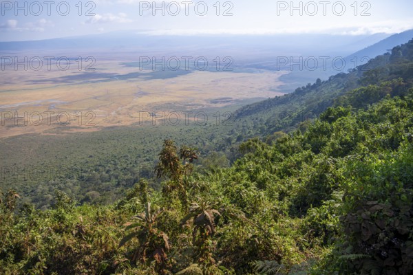 View of Ngorongoro Crater, Crater Viewpoint, Forest and Savanna Landscape, Ngorongoro Conservation