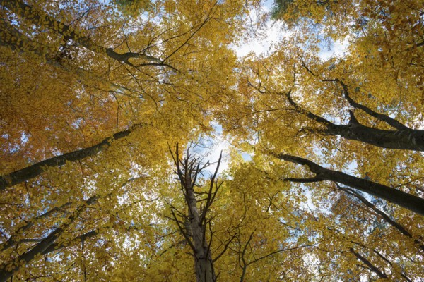 Autumn forest, view of the treetops from below, Schauinsland, Freiburg im Breisgau, Black Forest,