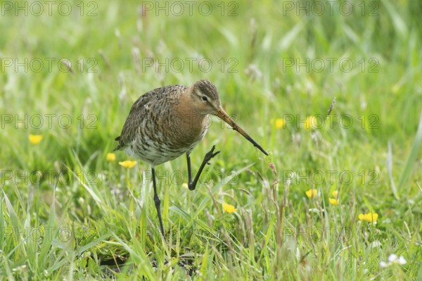 Black-tailed gown (Limosa limosa) looking for food in meadows, Lower Saxony, Germany