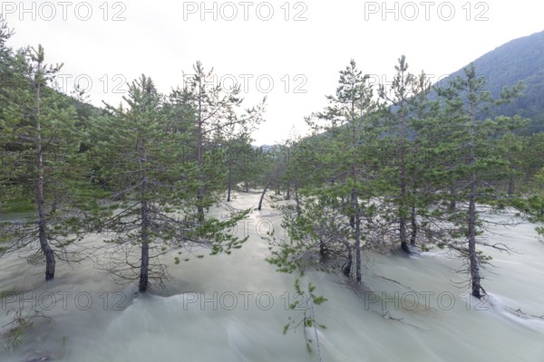 The Isar carries floods between Lake Sylvenstein and Lenggries. Trees and pines sink in the