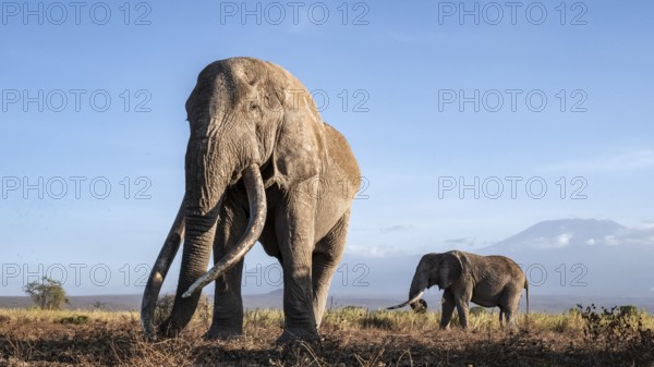 African elephant (Loxodonta africana) with Kilimanjaro, the famous Super Tusker elephant Craig, old
