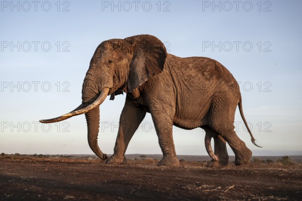 African elephant (Loxodonta africana), the famous Super Tusker elephant Craig, old male with long