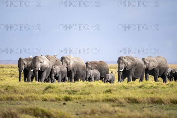 African elephant (Loxodonta africana), herd of young animals in Amboseli National Park, Rift Valley