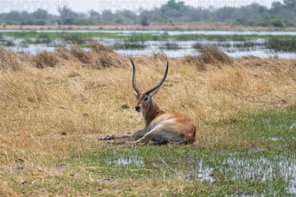 Letschwe or litchi bog antelope (Kobus leche), adult male, in tall dry grass, Okavango Delta,