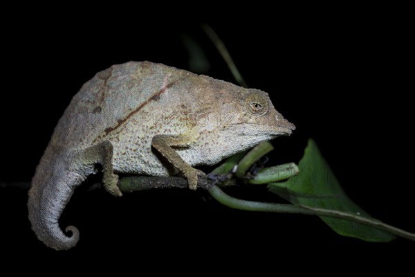 Zomba dwarf chameleon (Rieppeleon brachyurus), white chameleon on a branch at night, Amani Nature