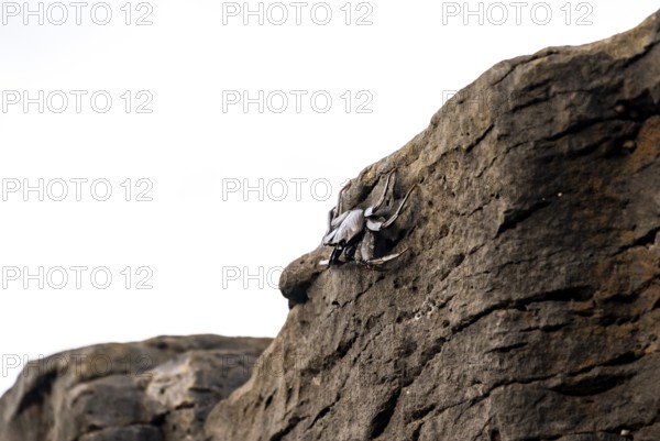 Red rock crab (Grapsus adscensionis), black young on a volcanic rock, coast, La Santa, Lanzarote,
