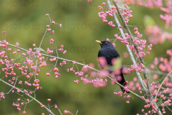 A common blackbird (Turdus merula) sits in a European spindle tree (Euonymus europaeus), and eats