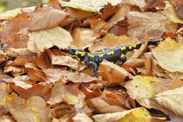 Fire salamander (Salamandra salamandra), in a beech forest on autumn leaves, autumn, Wilnsdorf,