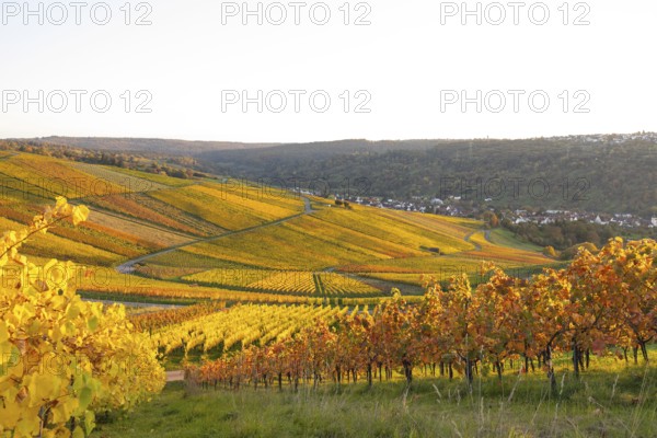 Golden evening sun shines over the colorful vines in the vineyards of Beutelsbach and Weinstadt