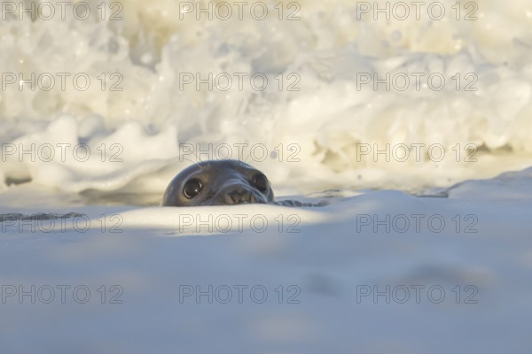 Grey seal (Halichoerus grypus) adult animal in the breaking waves of the sea, England, United