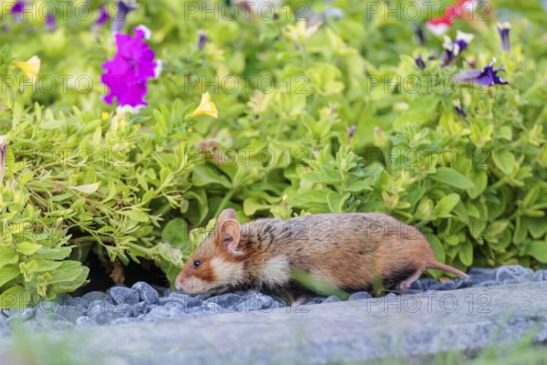 A European hamster (Cricetus cricetus) searches for food on a decorated grave and eats the petals