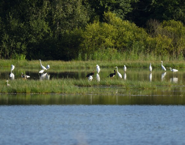Black storks (Ciconia nigra) and great egret (Ardea alba) in the shallow water zone of a pond,