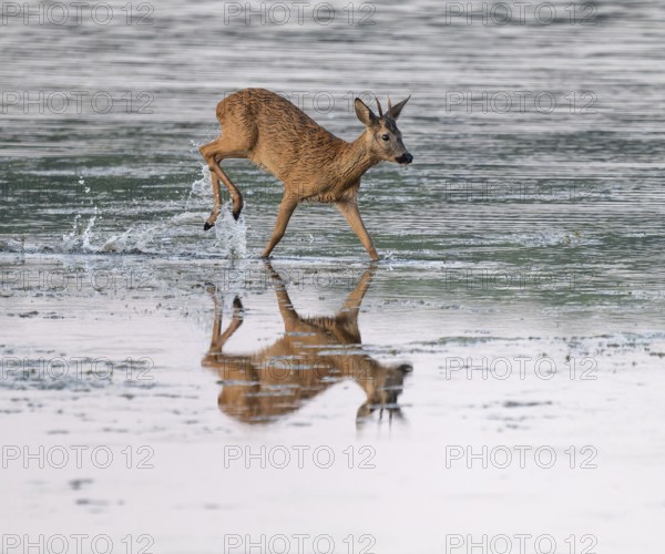 Deer (Capreolus capreolus), young roebuck running through the shallow water zone of a lake, Lower