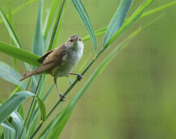 Thrush warbler (Acrocephalus arundinaceus) on a reed, reed (Phragmites australis), Lower Saxony,