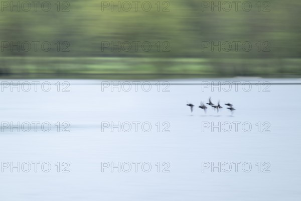 Heron duck (Aythya fuligula), heron flying over a lake, motion blur, long exposure, pull, mopping