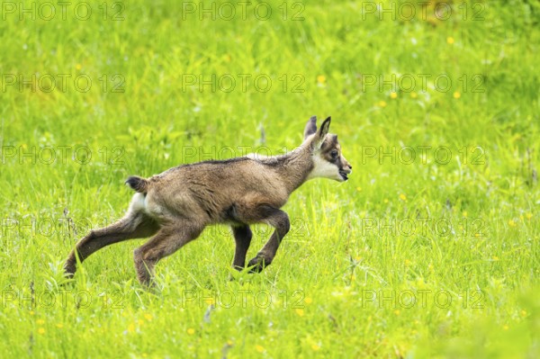 Chamois (Rupicapra rupicapra) youngster (fawn) standing on a meadow, Austria