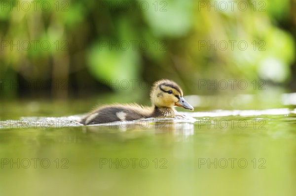 Wild duck (Anas platyrhynchos) chick swimming on a lake, Bavaria, Germany