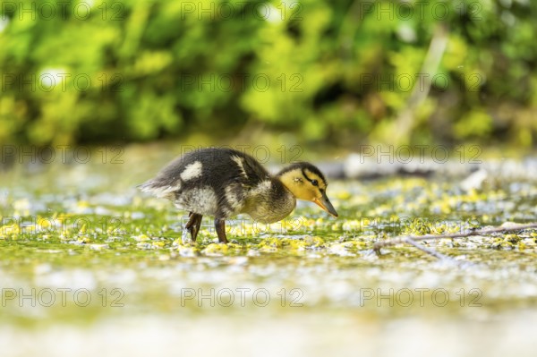 Wild duck (Anas platyrhynchos) chick standing at the schore of a little lake, Bavaria, Germany