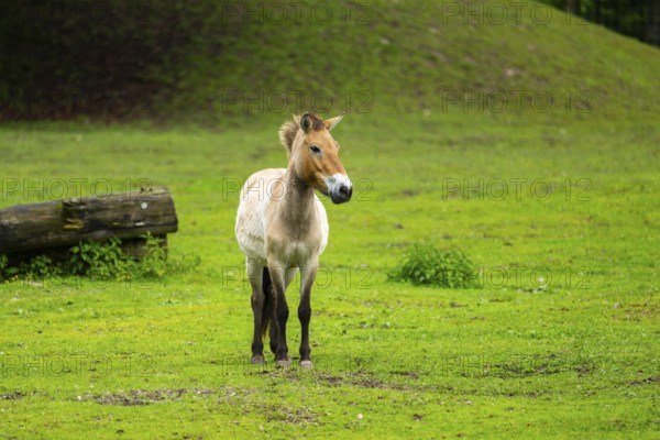 Przewalski's horse (Equus ferus przewalskii) standing on a meadow, Austria, Germany