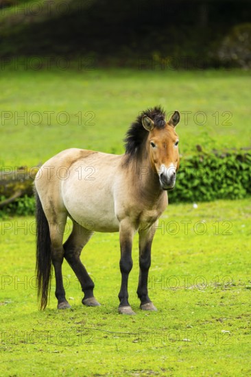 Przewalski's horse (Equus ferus przewalskii) standing on a meadow, Austria, Germany