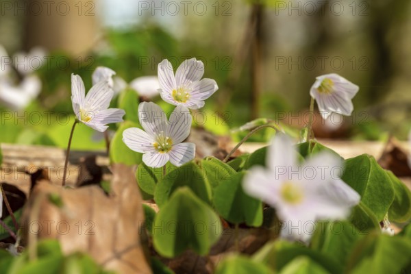 Close-up of blooming woodland sorrel (Oxalis acetosella) on the ground of a forest in spring,