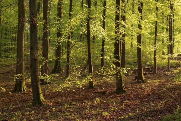 Picturesque evening light in an idyllic beech forest with lush green foliage in spring,