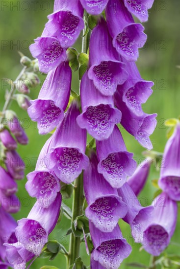 Close-up of purple blossoming red foxglove (Digitalis purpurea) inflorescences in a forest, Germany
