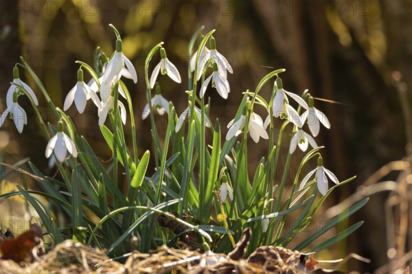 Common or small snowdrops (Galanthus nivalis) at the bottom of a forest in spring, Germany
