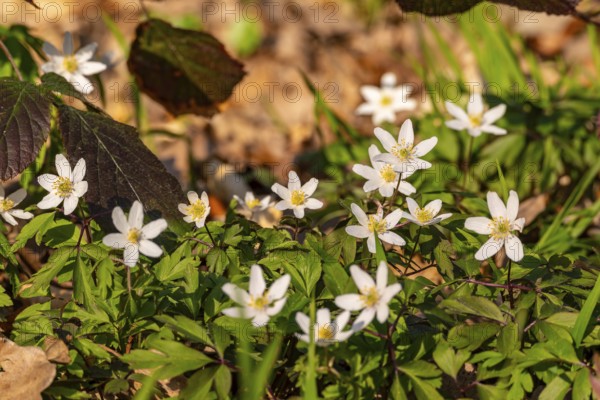 Group of wood anemones or bush anemones (Anemone nemorosa, synonym: Anemonoides nemorosa) at the