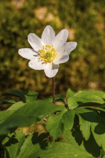 Close-up of a bush anemone or bush wind drone (Anemone nemorosa, synonym: Anemonoides nemorosa) at