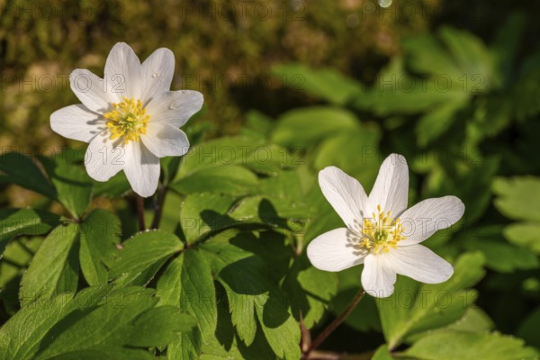 Close-up of two wood anemones or bush anemones (Anemone nemorosa, synonym: Anemonoides nemorosa) at