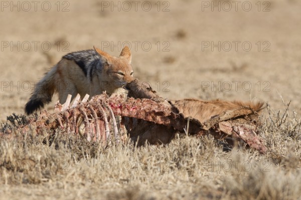 Black-backed jackal (Lupulella mesomelas), adult, feeding on skin and carcass of a common eland