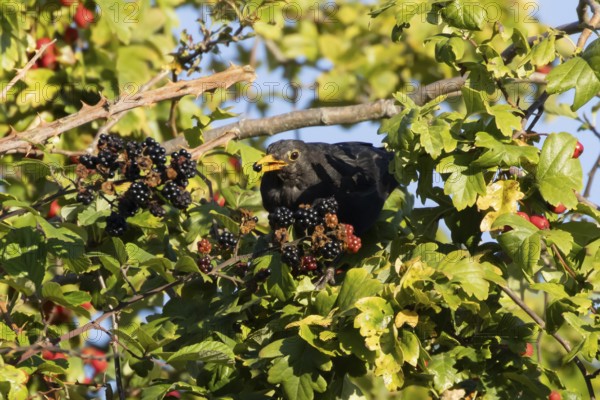 Eurasian blackbird (Turdus merula) adult male bird feeding on a blackberry in a hedgerow in the