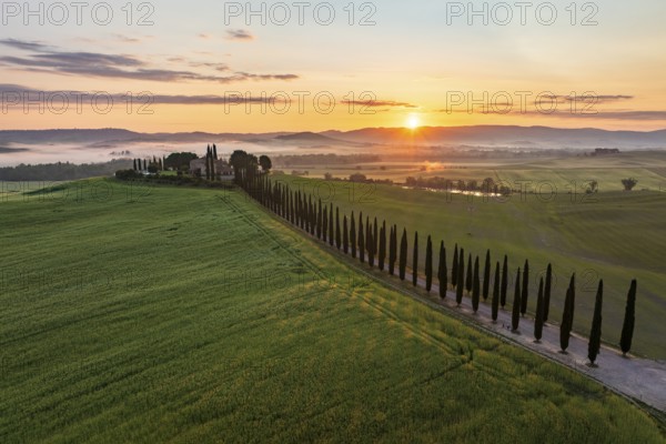Poggio Covili estate with cypress alley (Cupressus) at sunrise, near San Quirico d'Orcia, Val