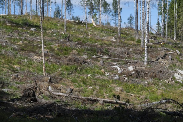 Cleared forest area, forestry, timber trade, near Sunne, Sweden