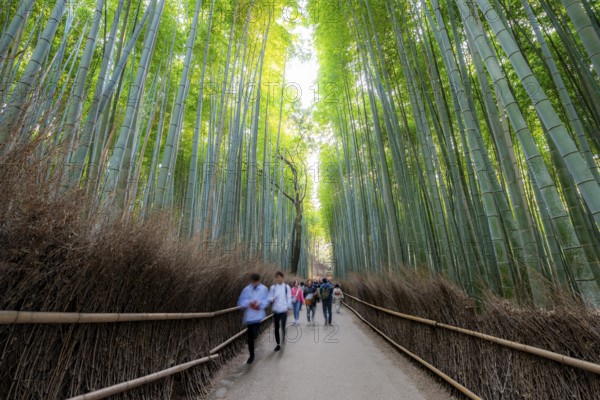 Visitors on their way through bamboo forest, motion blur, long exposure, towering bamboo stems in