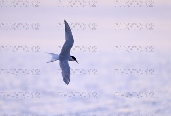 Flying common tern (Sterna hirundo) in the evening light, Texel, North Holland, the Netherlands