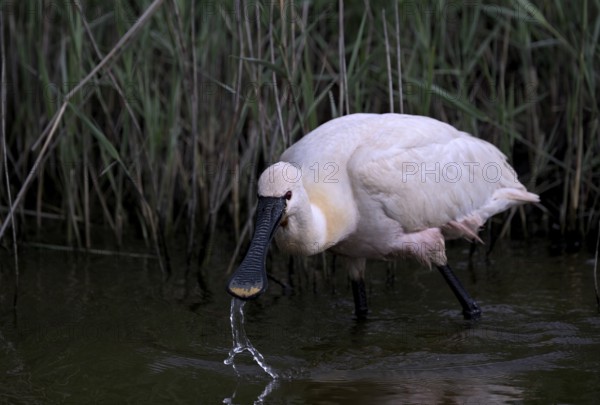 Spoonbill (Platalea leucorodia) looking for food in shallow water with drops of water in its open
